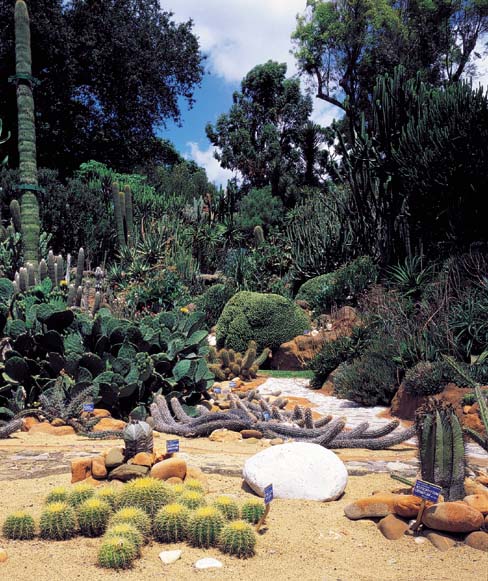 Il giardino desertico dell'Orto Botanico